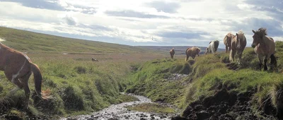 Island - Reiten, Land, Erlebnisse