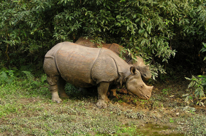 Nepal3-rhinos-382-1920.jpg