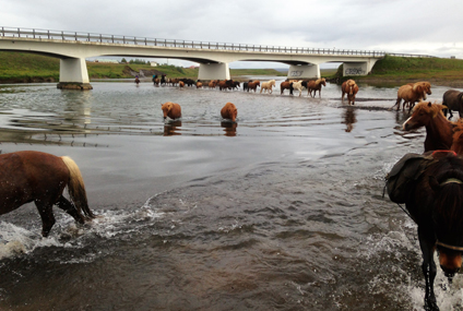 Island-Reiten1-7.jpg