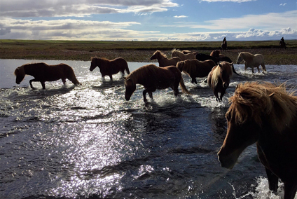 Island-Reiten3-FotoMelly-IslandPferdeNr.jpg