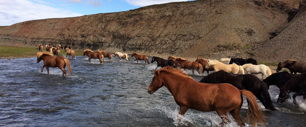 Island - Reiten, Land, Erlebnisse