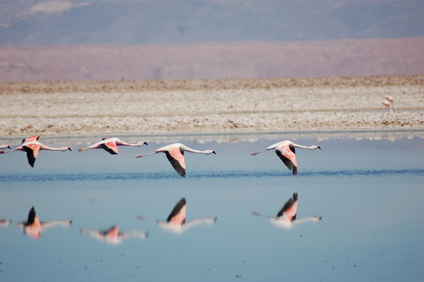 Patagonien3-flamingo-4497673-1920.jpg