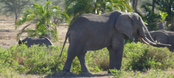 Erleben Sie die atemberaubende Tierwelt in Tansania