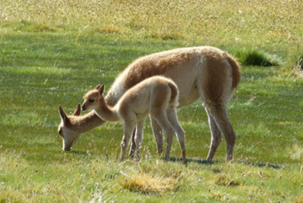 Patagonien1-chile-1038348-pixabay.jpg